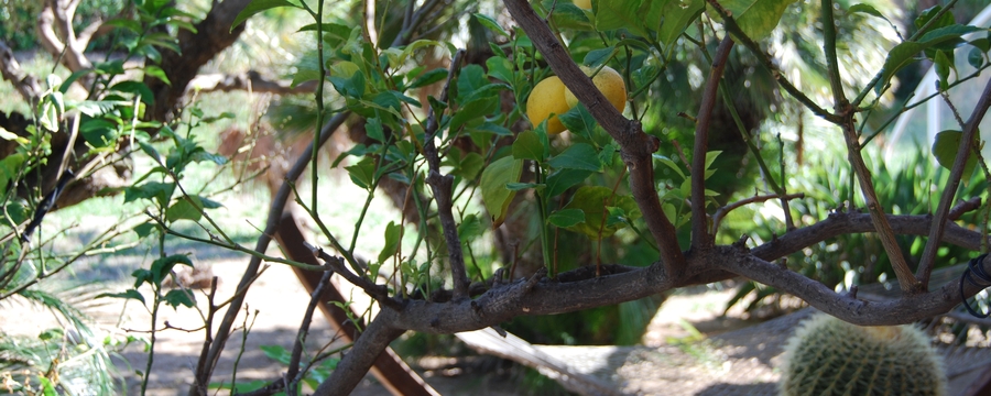 sanaryjardindetailcitronnierDSC_0035